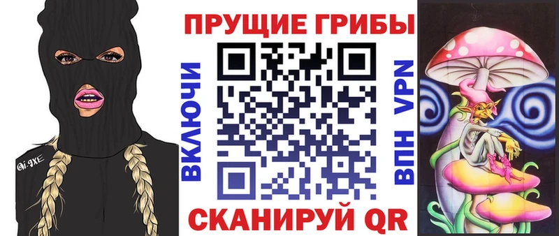 блэк спрут   Вихоревка  Псилоцибиновые грибы Cubensis 